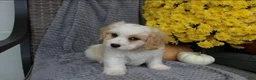 Cavachon dogs for sale: Rover - Ad 5