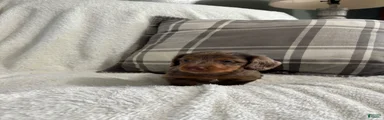 Puppy 1