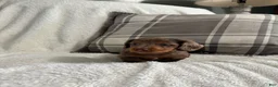 Miniature Dachshund dogs for sale: Puppy 1 - Ad 1