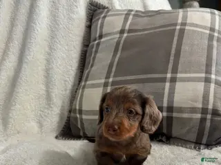 Miniature Dachshund dogs for sale: Puppy 1 - Ad 2