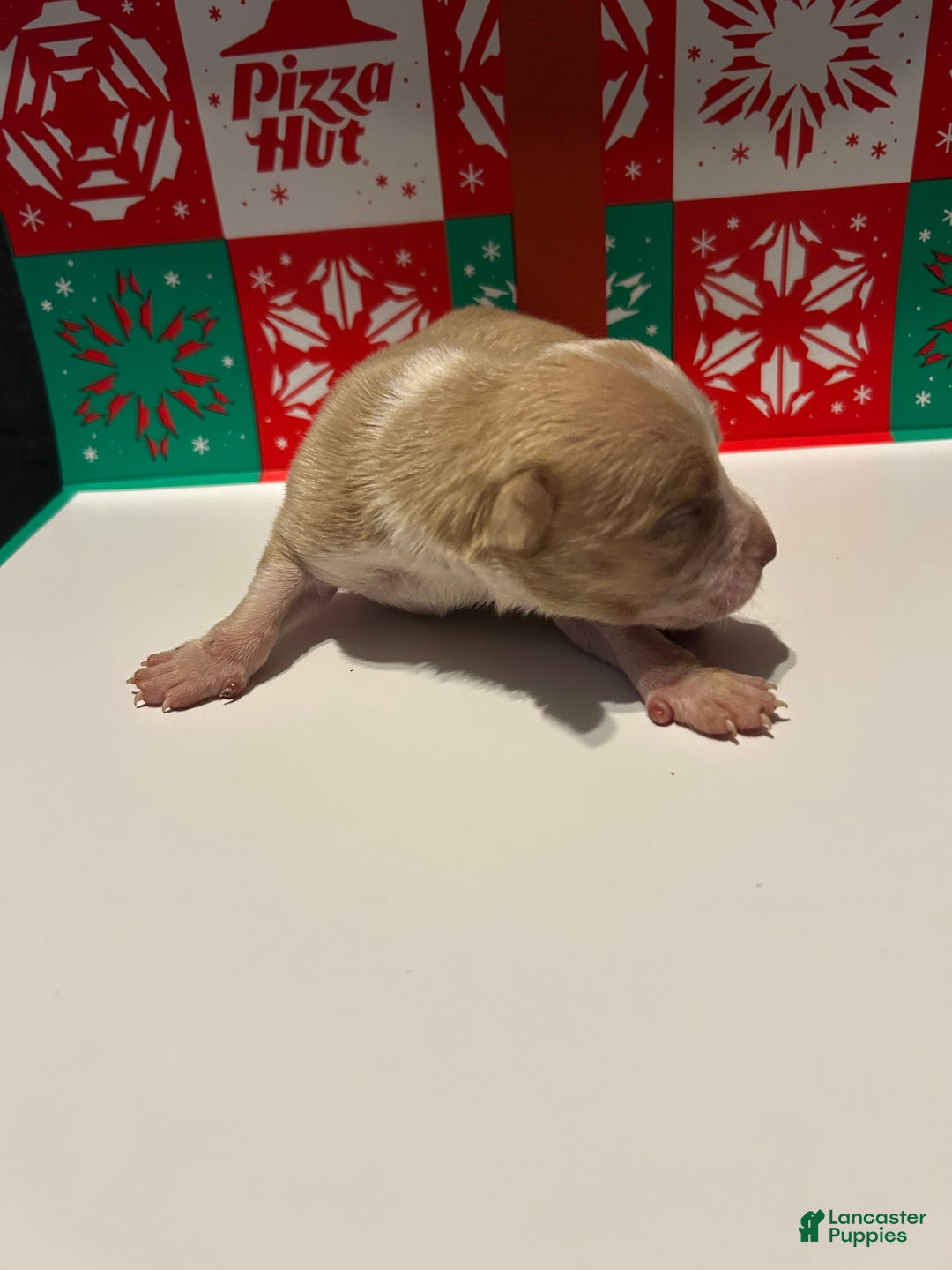 American Bully dogs for sale: American Bully Puppy 2 - Ad 1