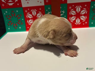 American Bully dogs American Bully Puppy 2 - Ad 11