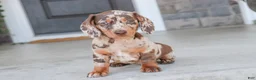 Dachshund dogs for sale: Macchiato - Ad 1