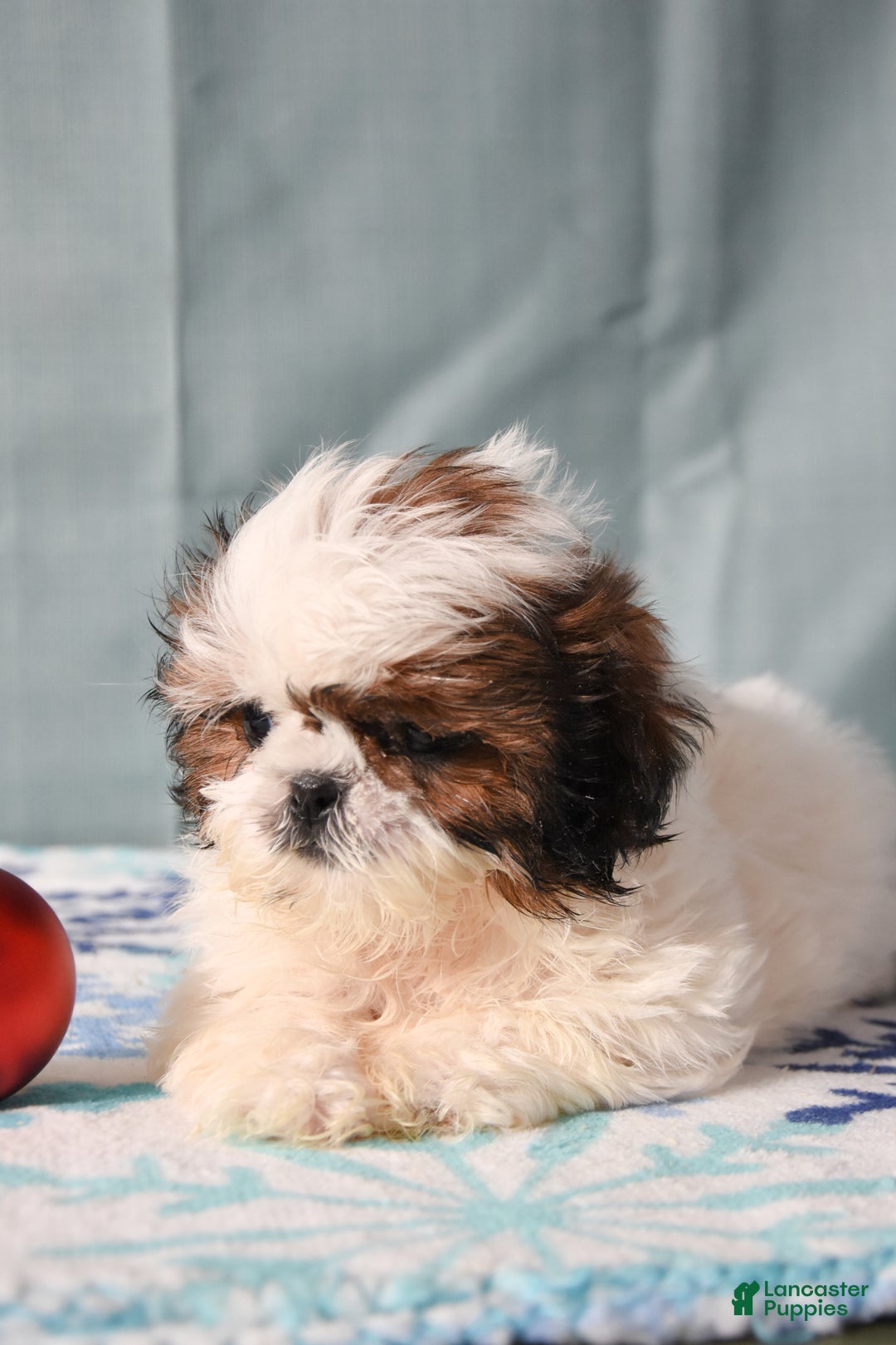 Shih Tzu dogs for sale: Gloria - Ad 2