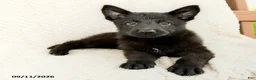 German Shepherd dogs for sale: Birdie - Ad 2