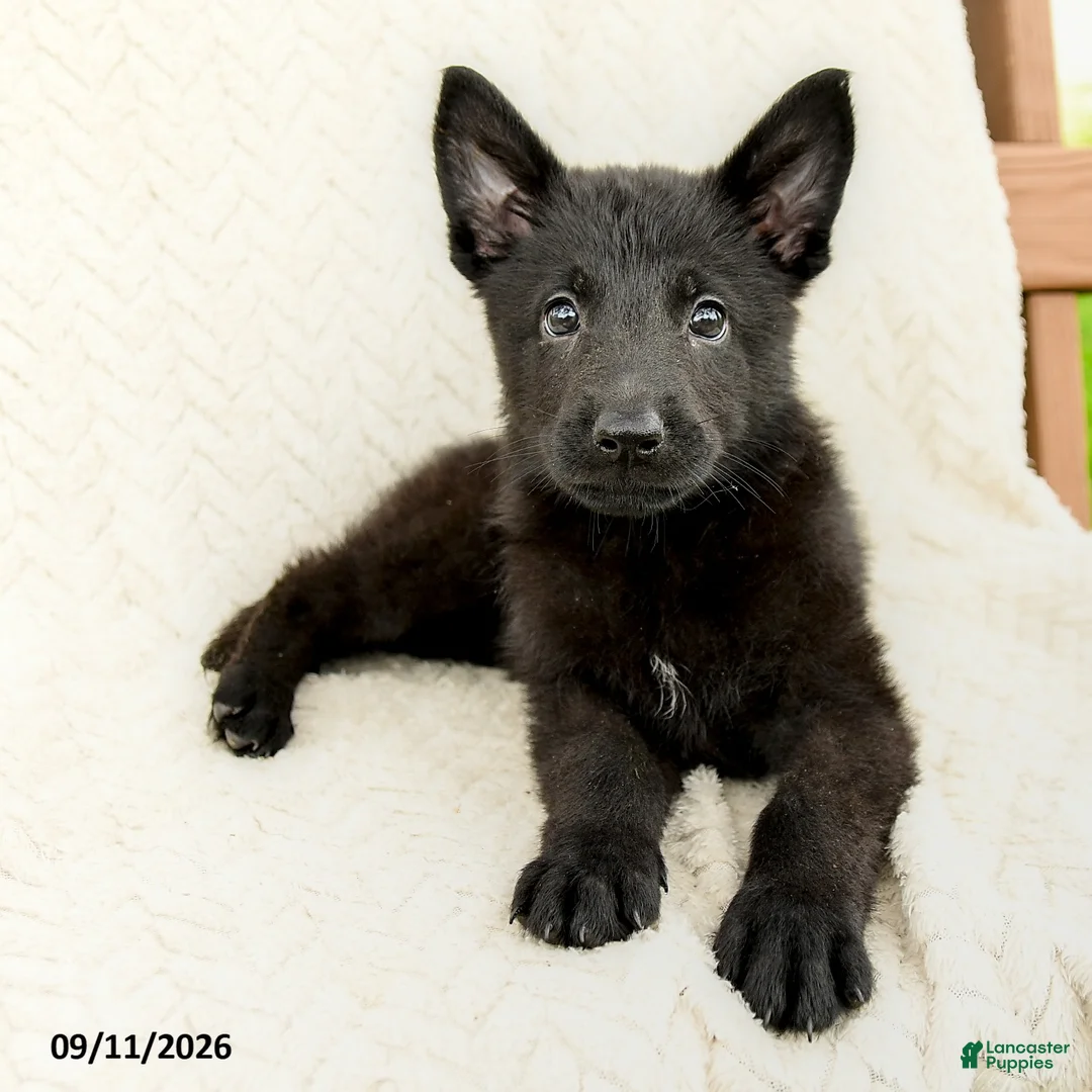 German Shepherd dogs for sale: Birdie - Ad 2
