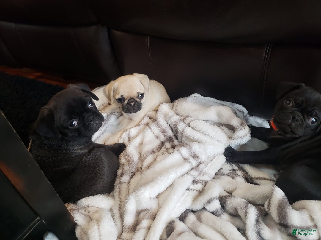 Pug dogs for sale: Pippi - AKC - Ad 11