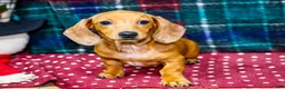 Miniature Dachshund dogs for sale: Vera - Ad 1