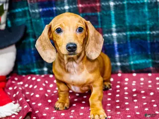 Miniature Dachshund dogs Vera - Ad 31
