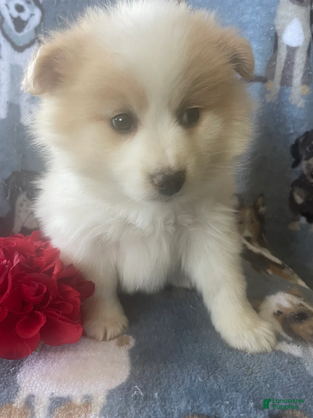 Pomeranian dogs for sale: Quinn - Ad 2