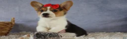 Welsh Corgi Pembroke dogs for sale: Ziggy 🩵 - Ad 3