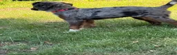 Mini Bernedoodle dogs for sale: Mini Bernedoodle 1 - Ad 8