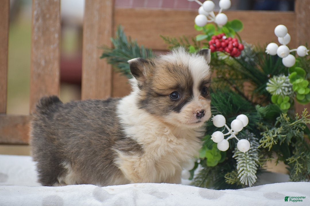 Welsh Corgi Pembroke dogs for sale: Moonbeam - Ad 6