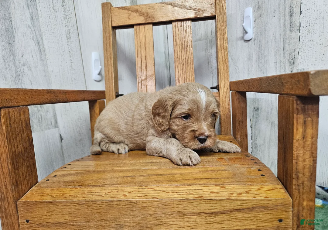 Cavapoo dogs for sale: F1 River - Ad 2