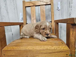 Cavapoo dogs F1 River - Ad 41