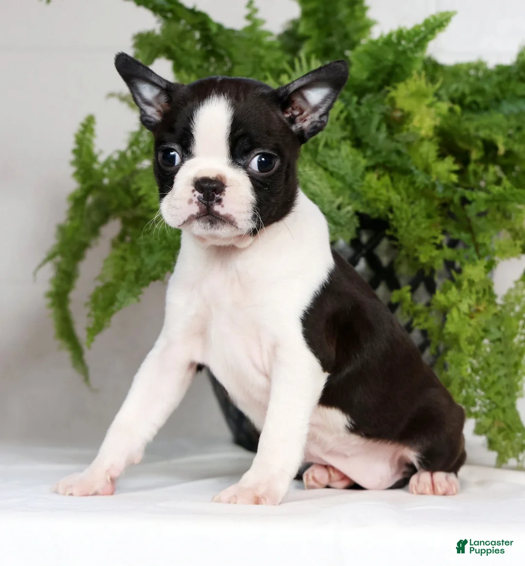 Boston Terrier dogs for sale: Jody - Ad 5