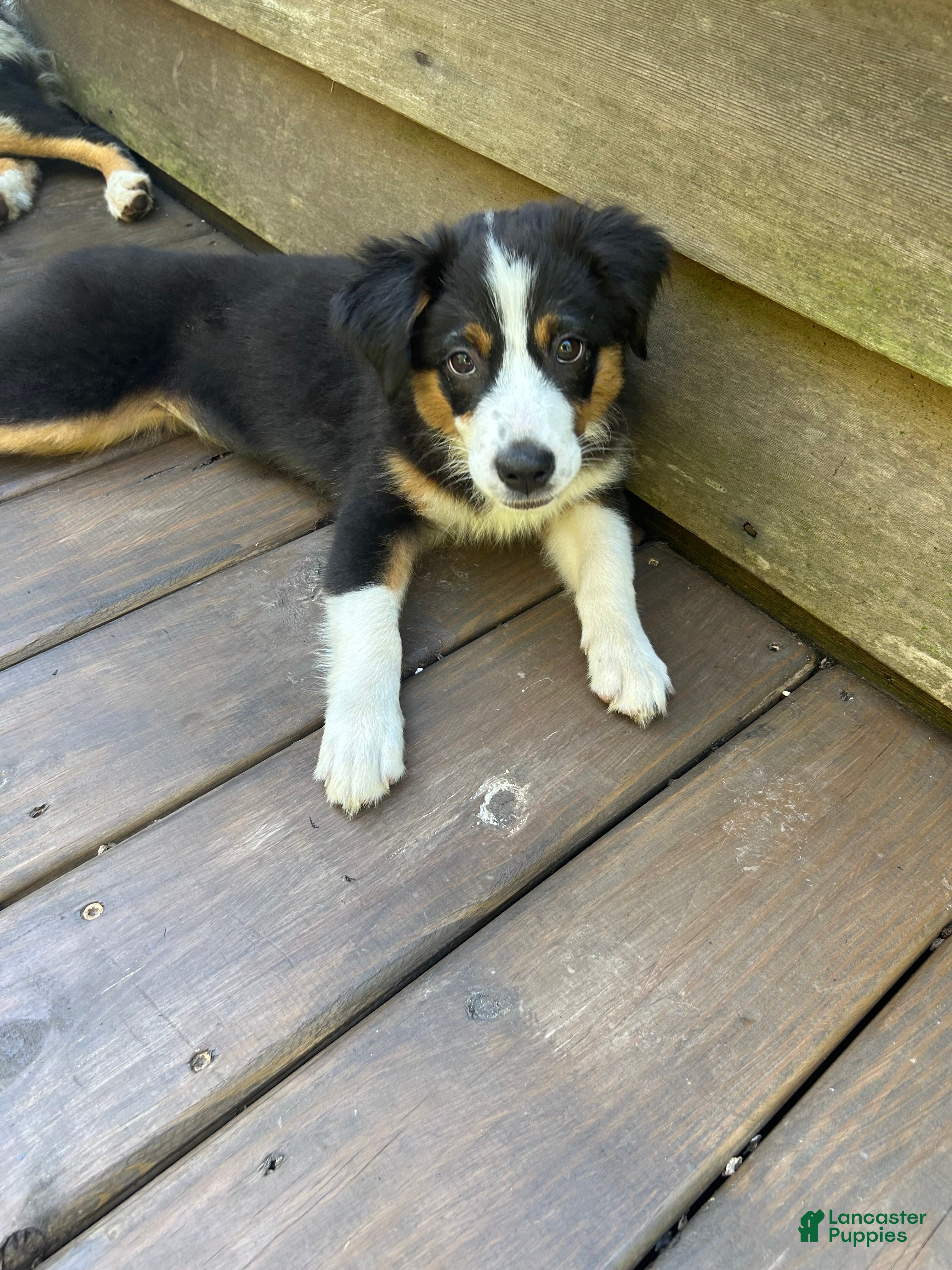 Miniature Australian Shepherd dogs Skye - Ad 2