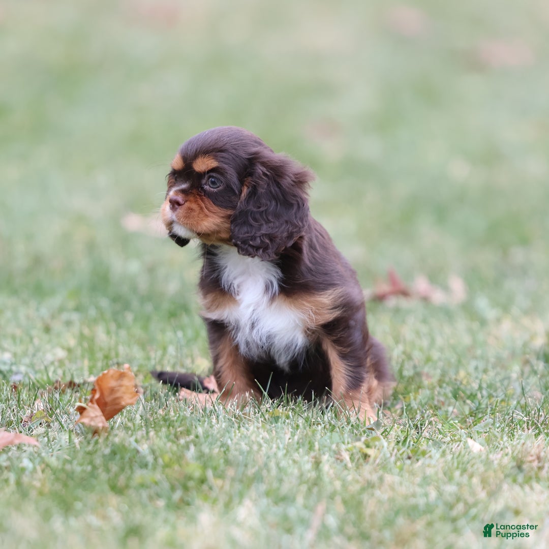 Cavalier King Charles Spaniel dogs for sale: Twix - Ad 5