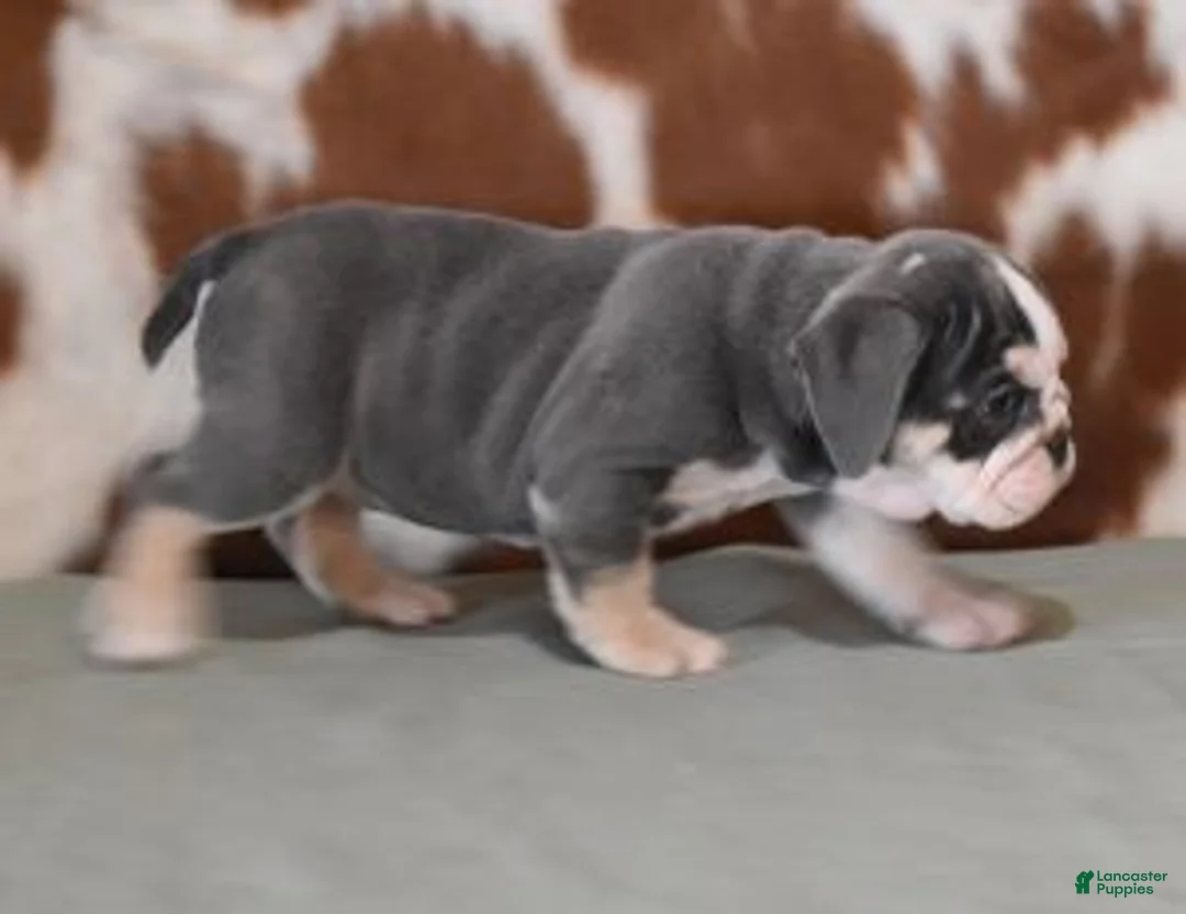 English Bulldog dogs for sale: BESS, BLUE TRI FEMALE - Ad 8