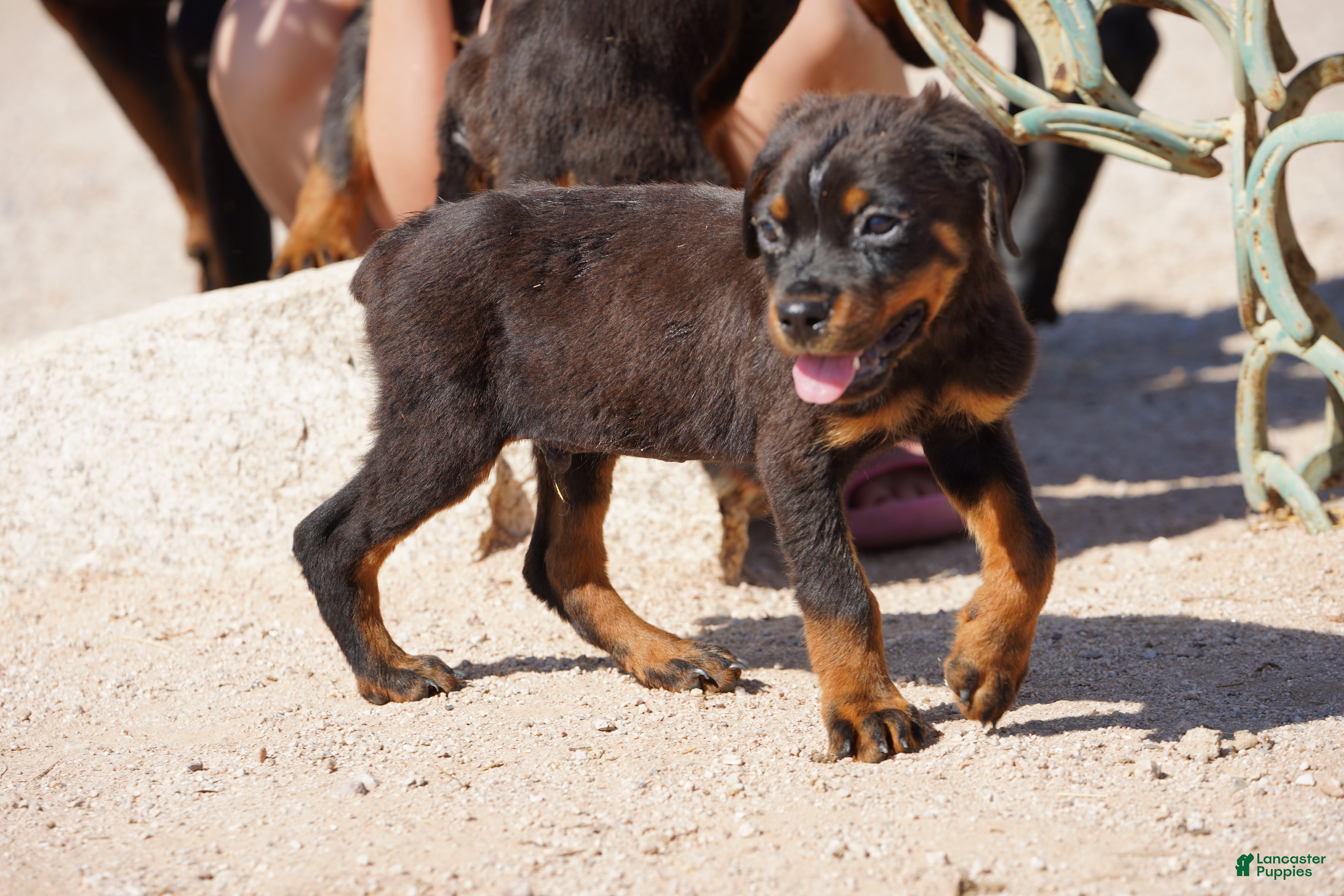 Rottweiler dogs Light Blue Collar - Ad 6