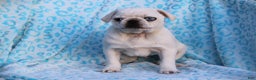 Pug dogs for sale: Shannon - Ad 2