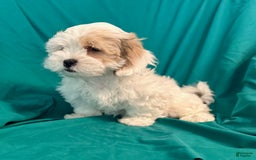 Maltipoo dogs for sale: CoCo - Image 1