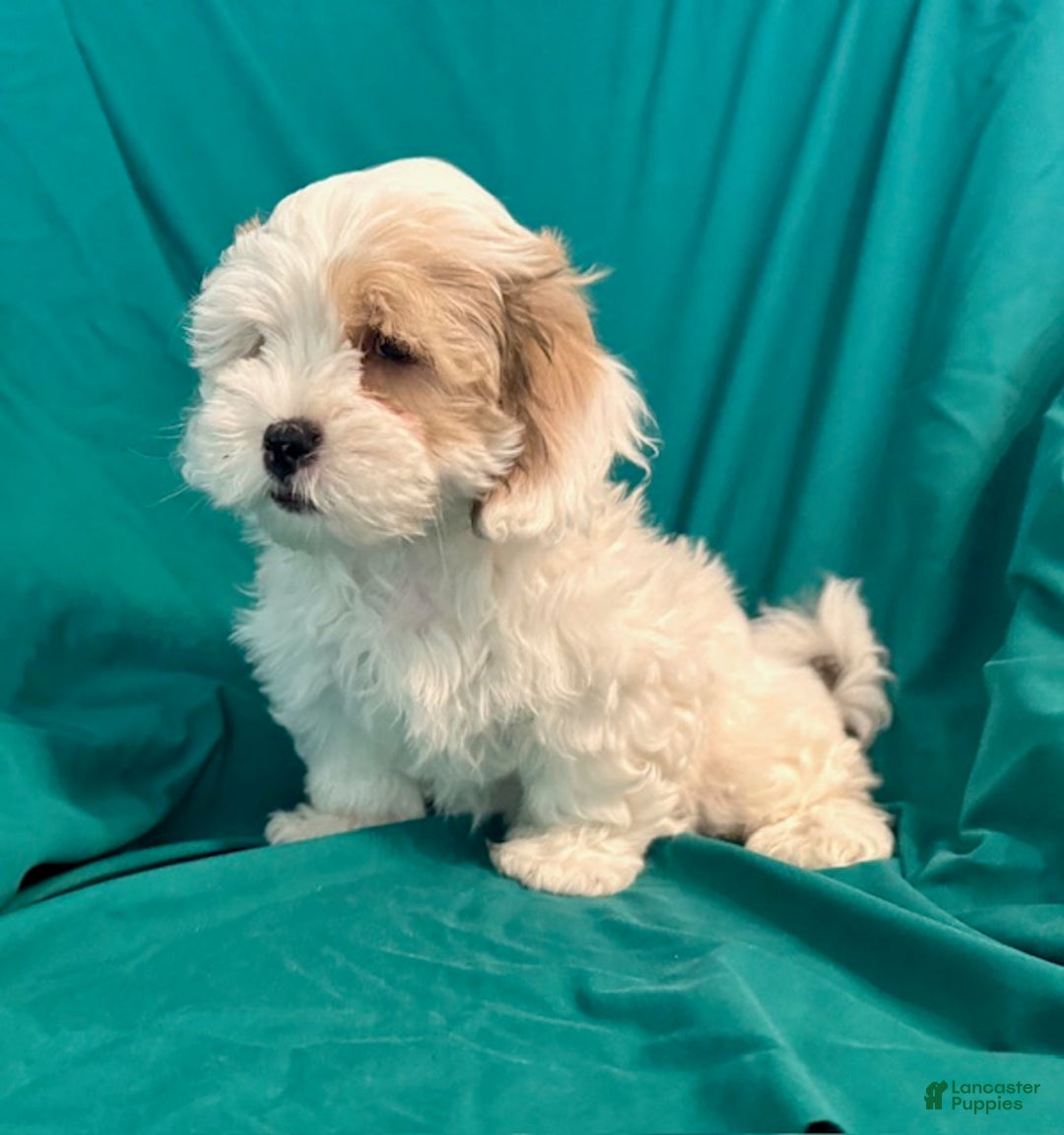 Maltipoo dogs for sale: CoCo - Image 1
