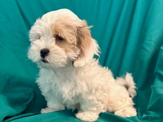 Maltipoo dogs - Ad 15