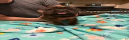 Mixed Breed dogs for sale:  Cookie Frenchie-Doodle - Ad 5