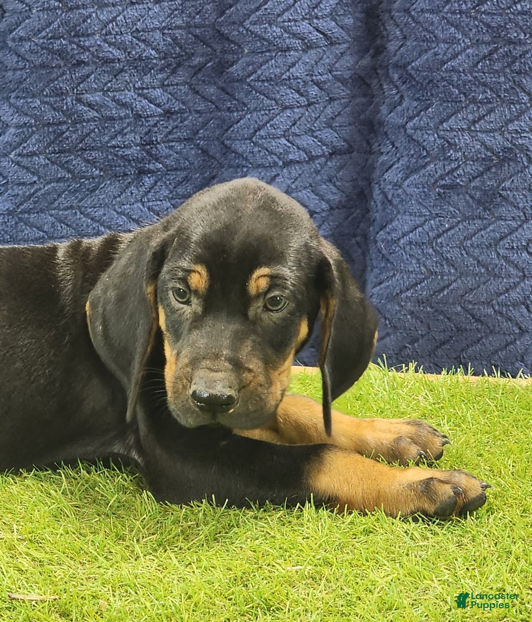 Mixed Breed dogs for sale: 2025 Bloodahoula Male 3 "Moe" - Ad 6