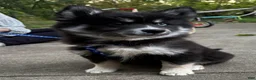 Mixed Breed dogs for sale: Stormy - Ad 6