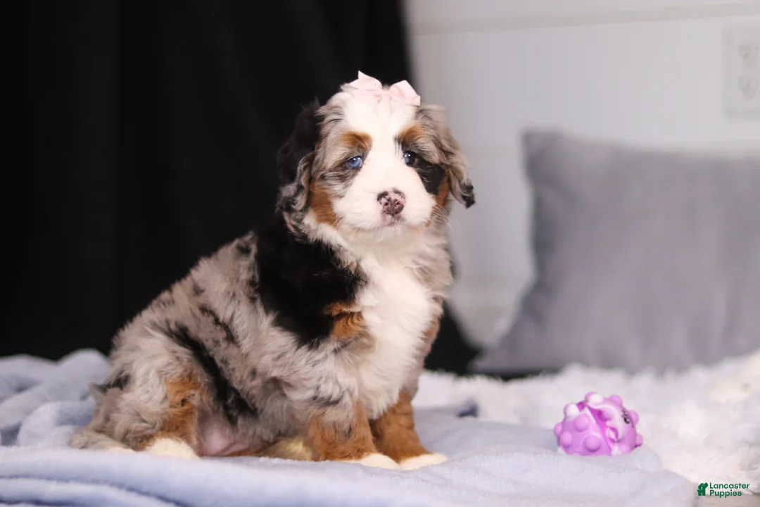 Mini Bernedoodle dogs for sale: Zuzu - Ad 1