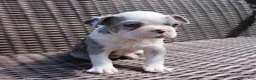 Boston Terrier dogs for sale: Cooper - Ad 4