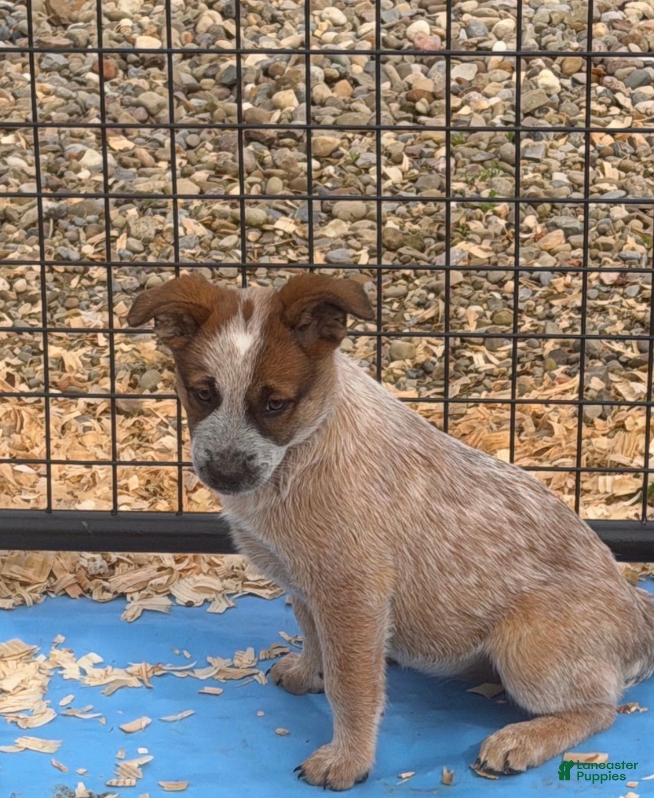 Australian Cattle Dog dogs Georgie Girl - Ad 38