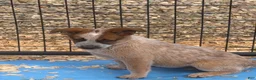 Australian Cattle Dog dogs for sale: Georgie Girl - Ad 11