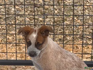 Australian Cattle Dog dogs Georgie Girl - Ad 38