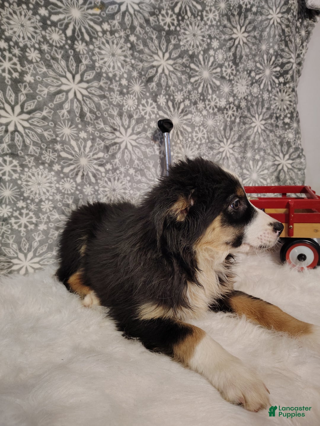 Australian Shepherd dogs for sale: Cookie - Ad 2
