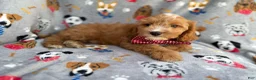 Cavapoo dogs for sale: Chance - Ad 7
