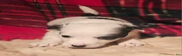 Chihuahua dogs for sale: Elmo - Ad 11