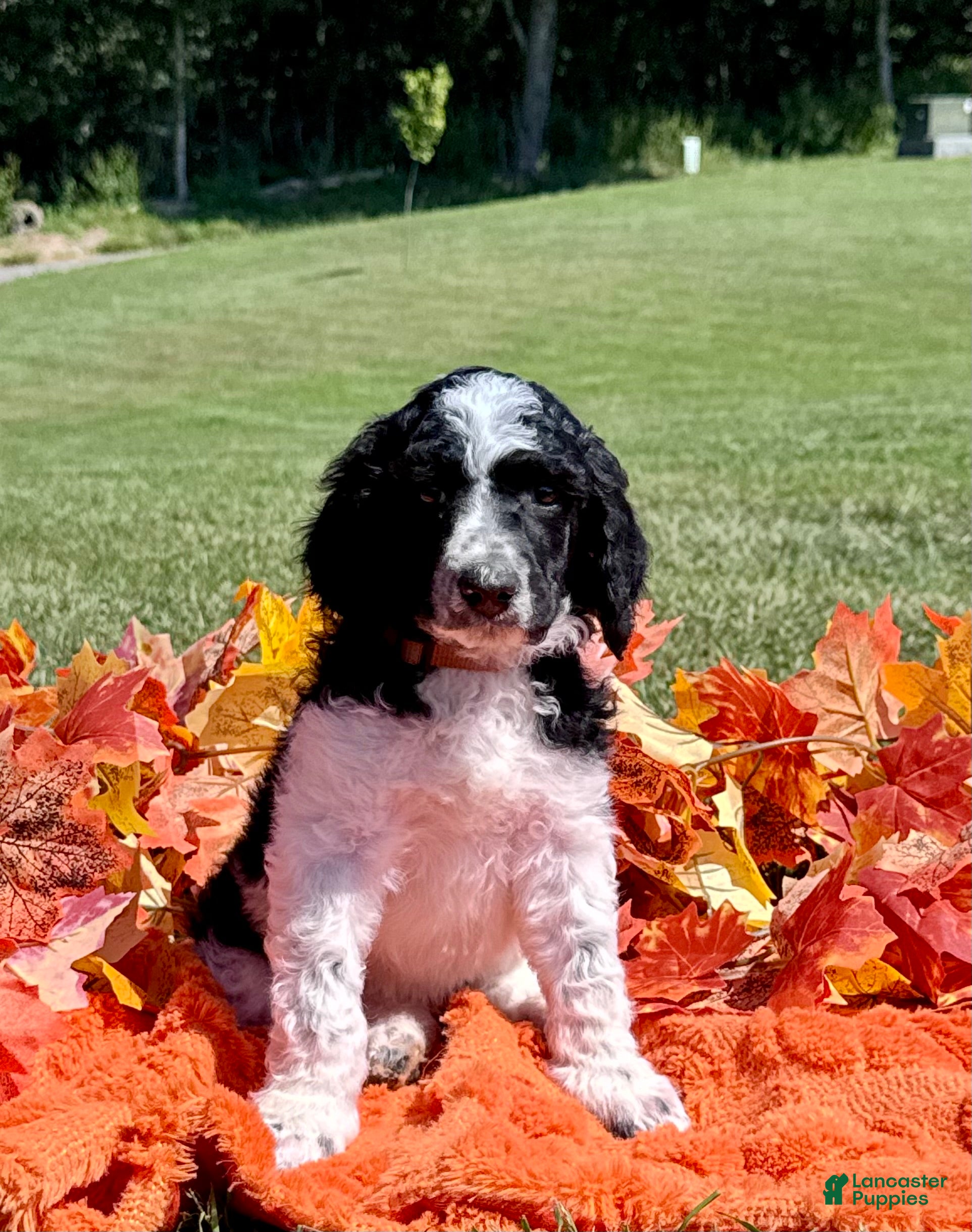 Standard Poodle dogs Brown collar - Ad 2