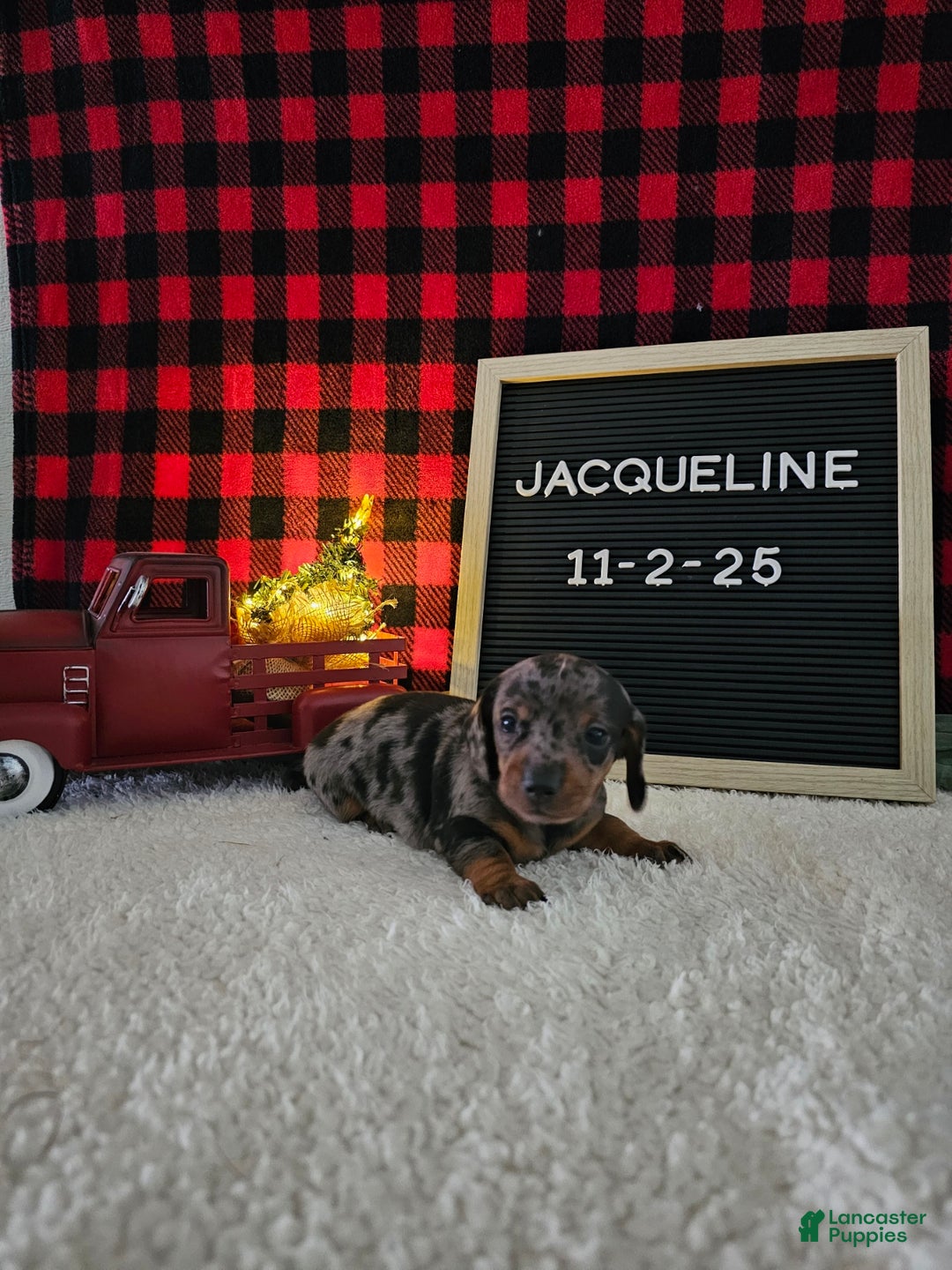Miniature Dachshund dogs for sale: Jacqueline - Ad 7