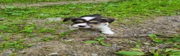 Welsh Corgi Pembroke dogs for sale: Welsh Corgi Pembroke 5 - Ad 5