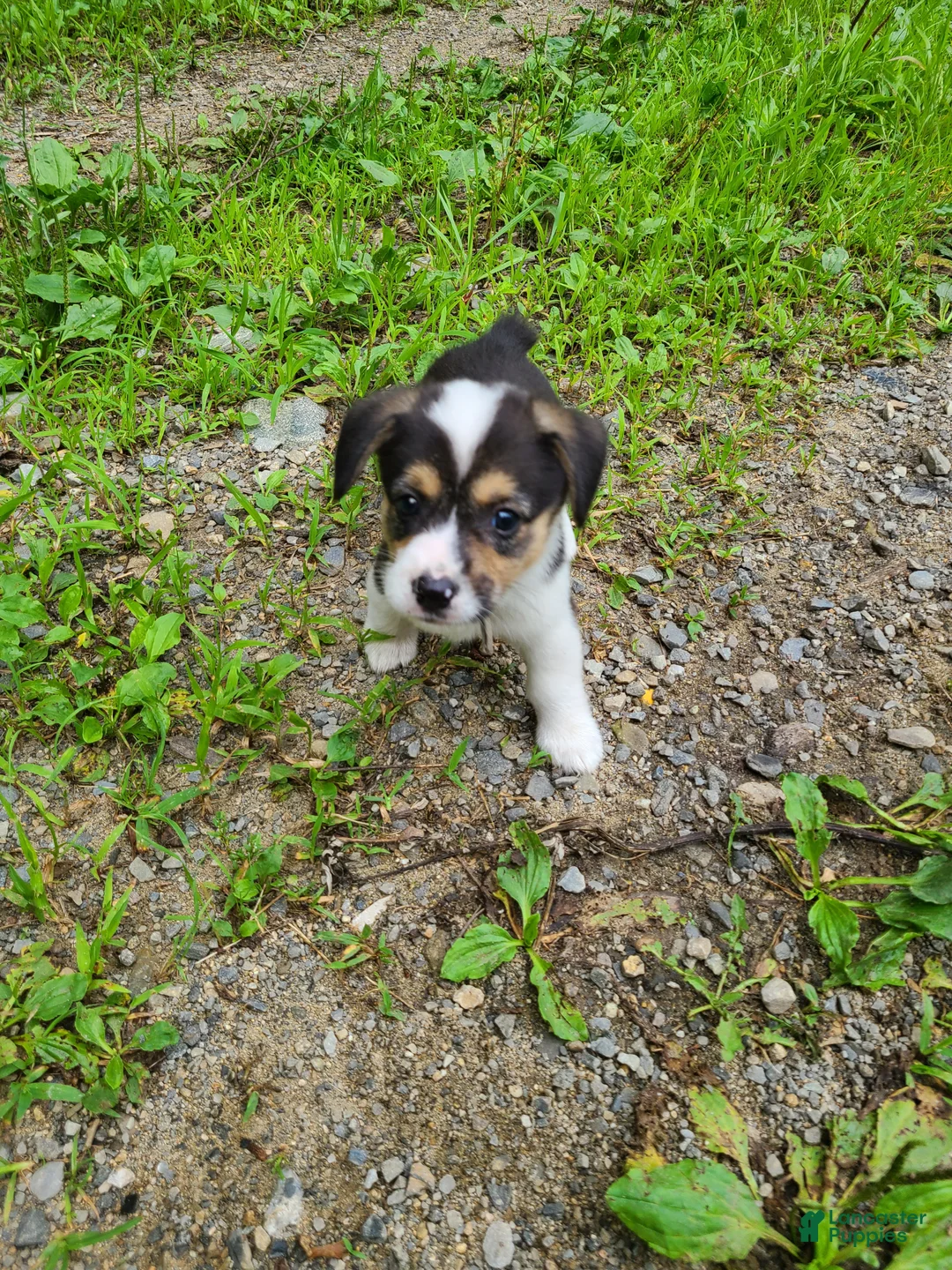 Welsh Corgi Pembroke dogs for sale: Welsh Corgi Pembroke 5 - Ad 5