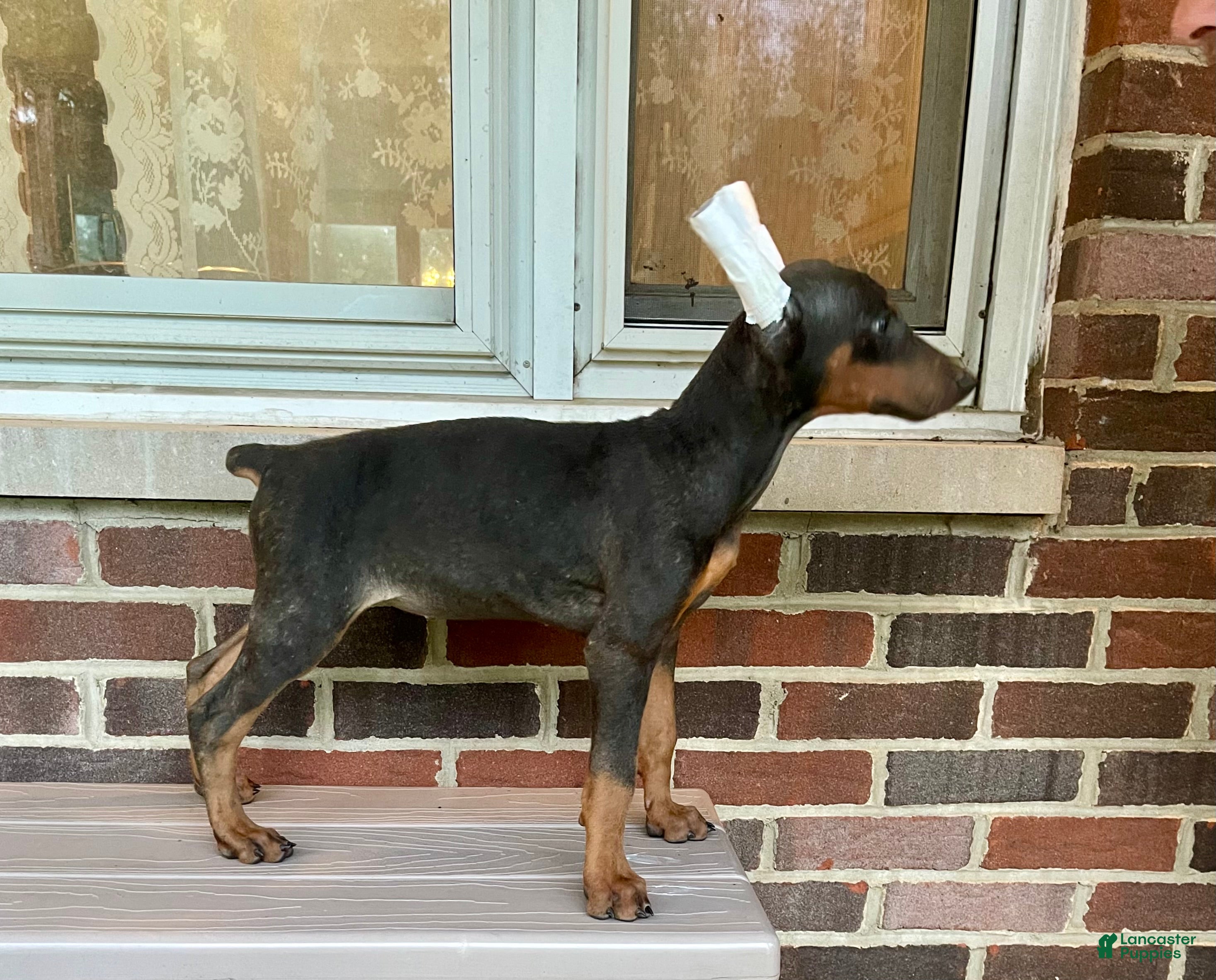 Doberman Pinscher dogs Angel - Ad 2