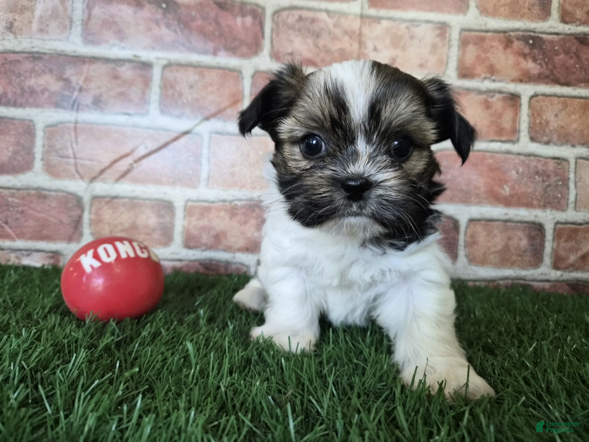 Shorkie dogs Cowboy - Ad 2