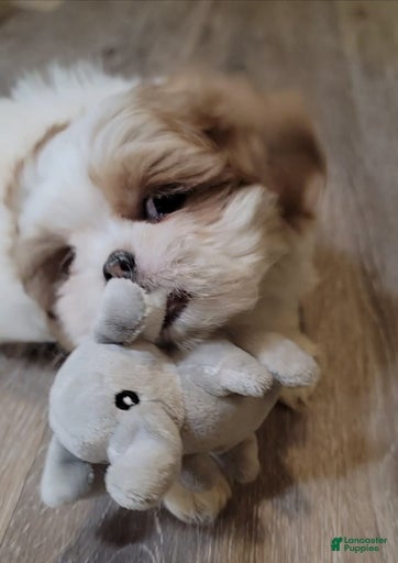 Gallery Image {{count}}