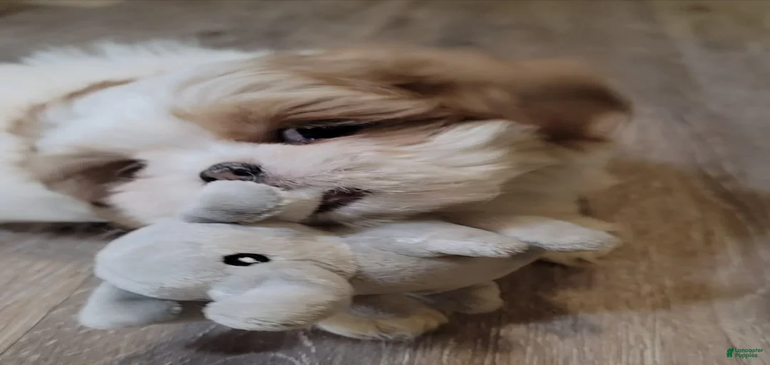 Gallery Image {{count}}