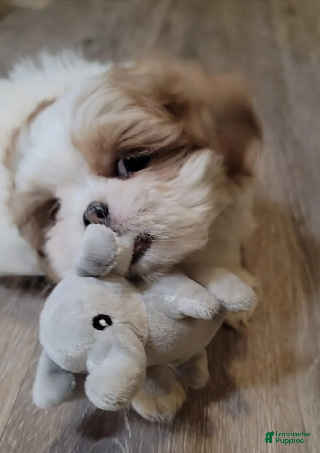 Gallery Image {{count}}