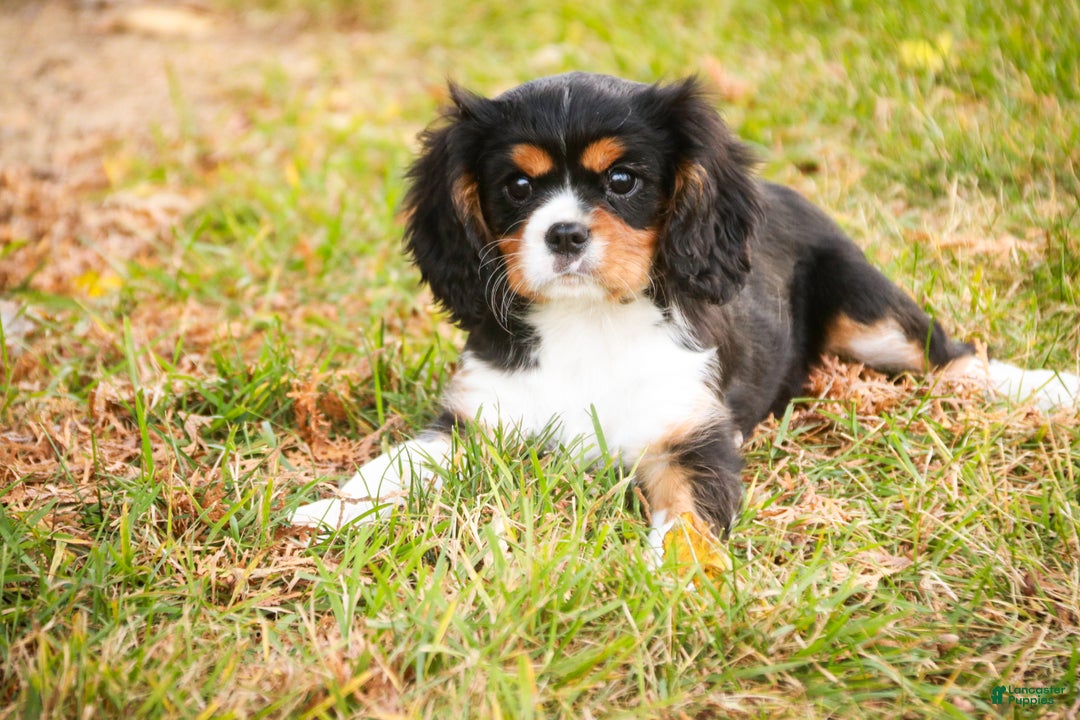 Cavalier King Charles Spaniel dogs for sale: Bert - Ad 1