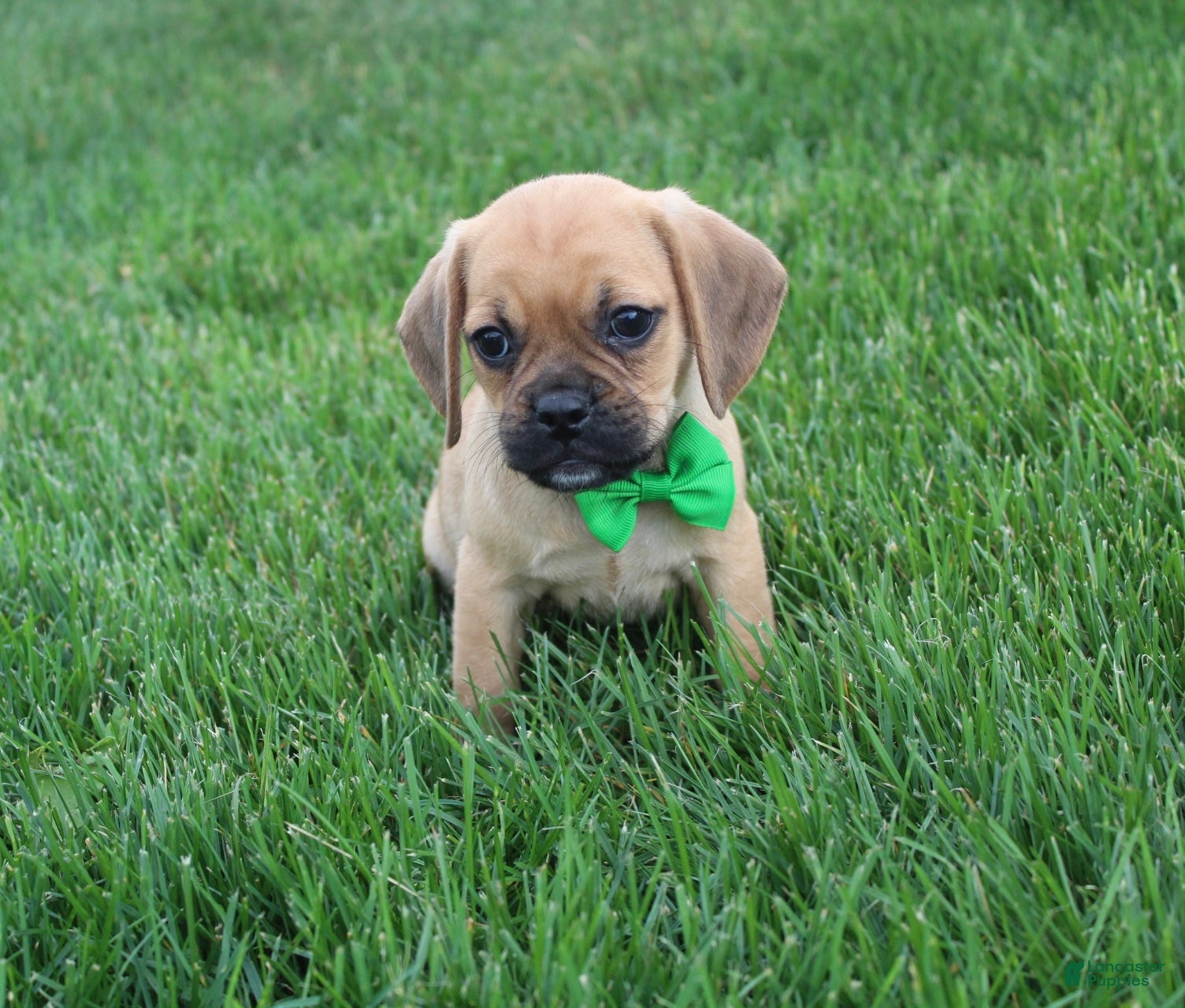 Puggle dogs Rascal - Ad 1
